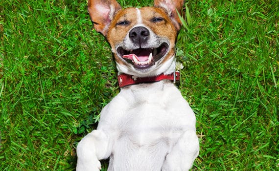 Small white dog lies on grass facing up with ears above head. Dog's eyes are closed and mouth looks to be smiling.