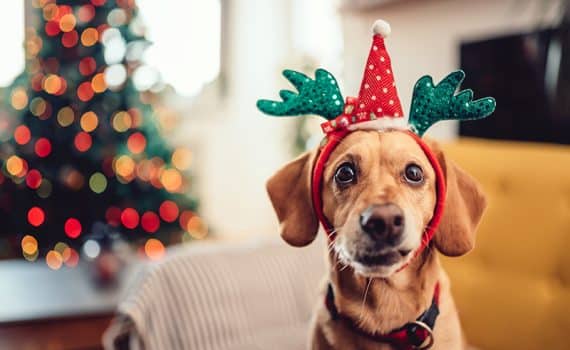 Dog with reindeer ears; read tips for holiday pet safety.