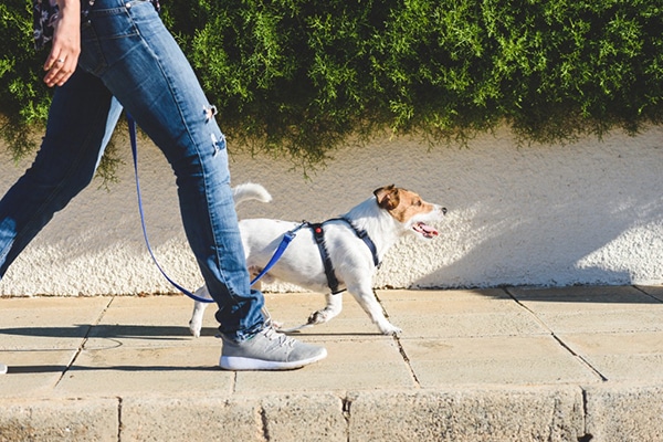 Person walking dog; is there a health benefit to walking 10,000 steps per day?