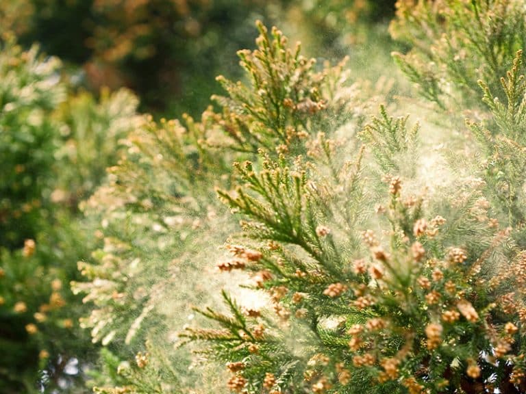 COVID19 or 'cedar fever' allergies? How to tell the difference Shine