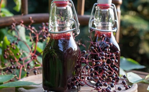 Glass bottles with elderberry juice, one of many well-known folk remedies, pictured alongside raw elderberries