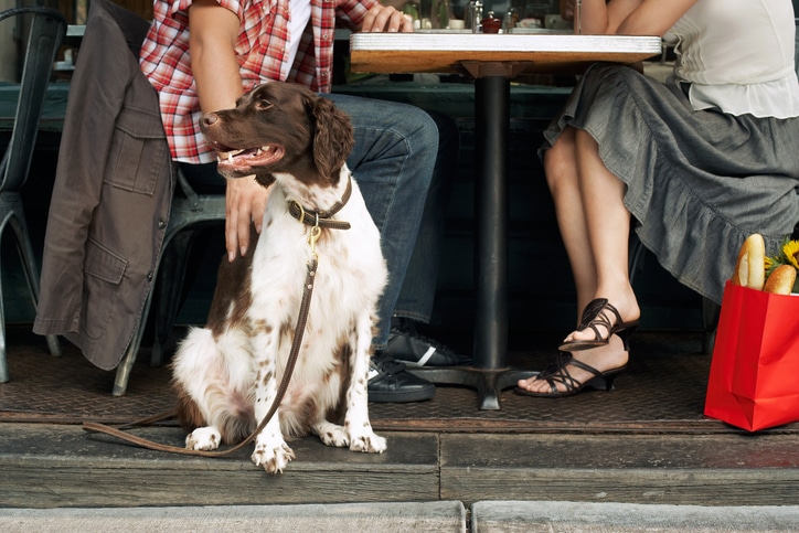 A brown and cream dog leashed and sitting next to an outdoor dining table and a couple of people.