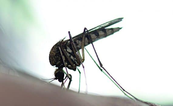 A mosquito, which may have West Nile virus, landing on a person's arm