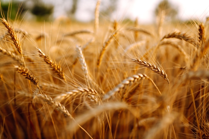 A photograph of a field of wheat