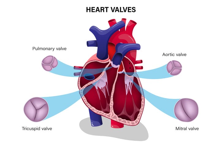 Cartoon educational graphic of heart valves