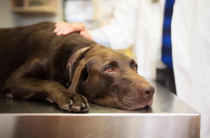 A chocolate labrador dog lying on a metal table with someone in a white medical coat placing a hand on the dog's back.
