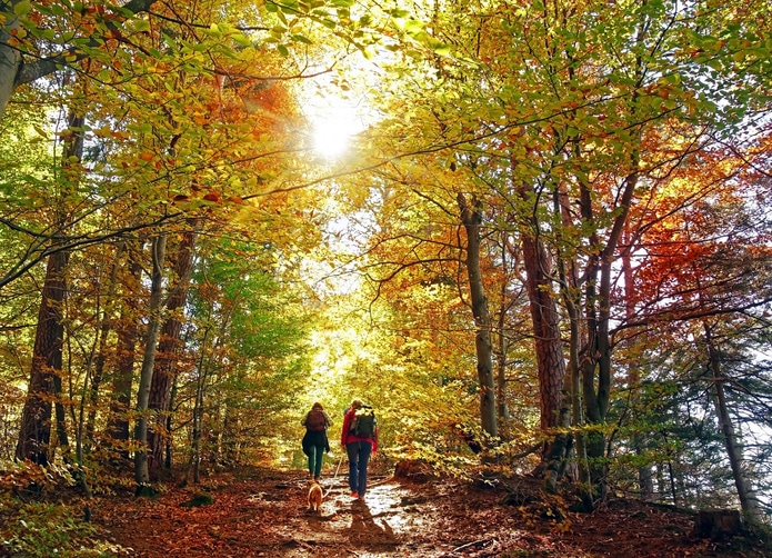 Two people, one wearing a hiking backpack, walking on a trail with a dog on a leash as the sunlight is shown through the autumn trees
