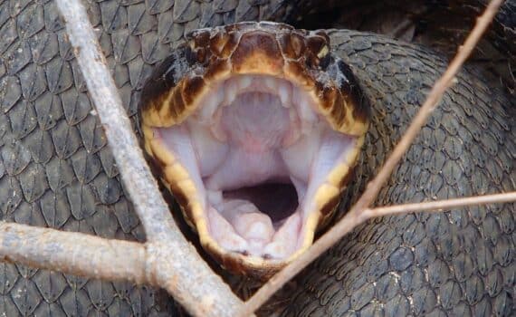 A photo of a snake ready to bite
