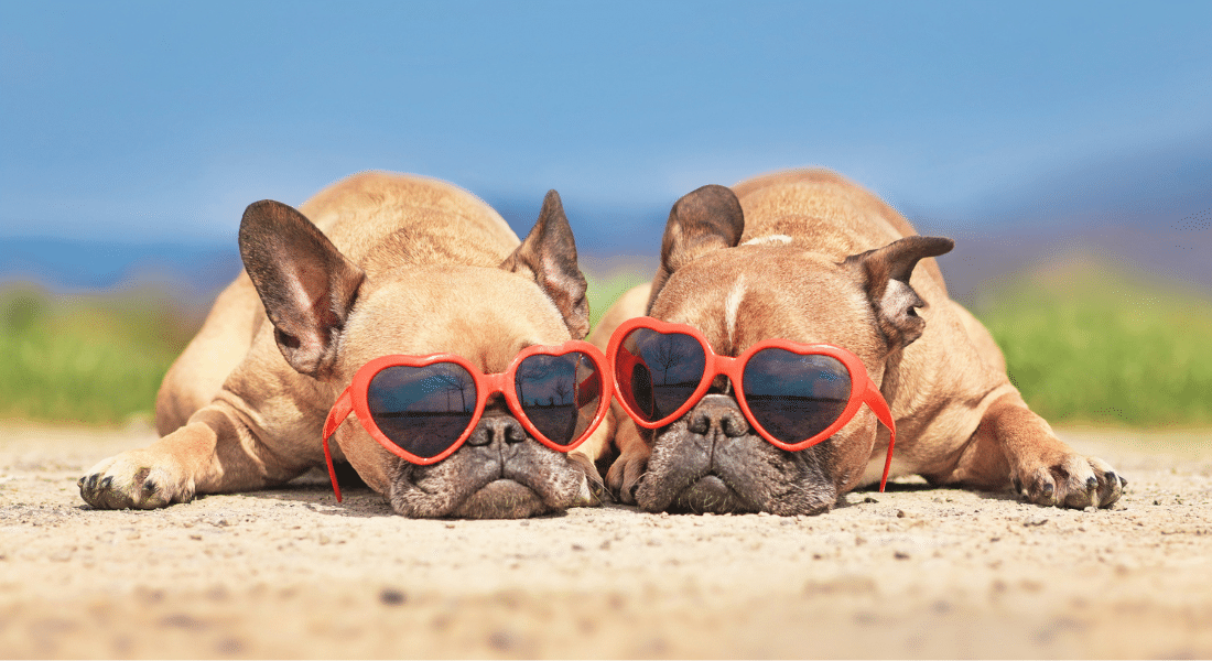 Two pugs laying on their stomaches and wearing sunglasses, used to explain the summer heat and heart health