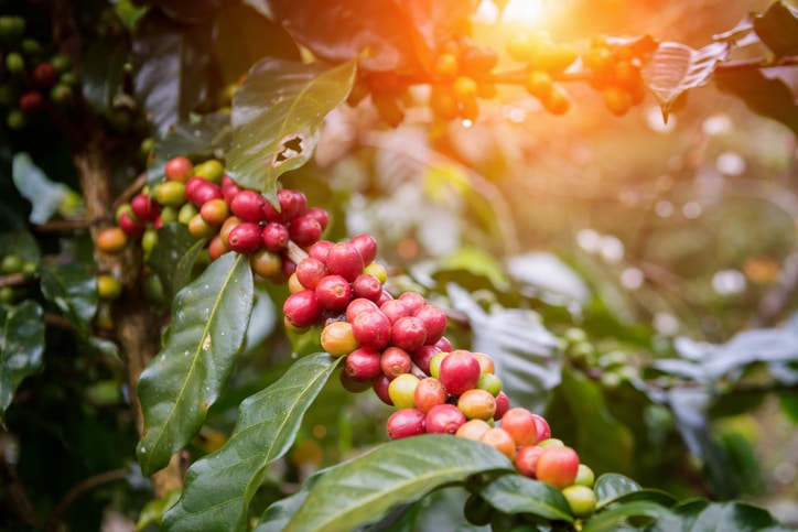 A bunch of red berries on a plant surrounded by leaves