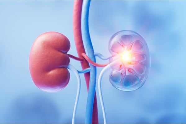 This is an artist's rendering of the kidneys against a cloudy blue background. One kidney has a glow of light at its center.