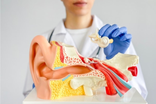 A nurse holds a model of the vestibular system, the part of the inner ear that regulates balance.