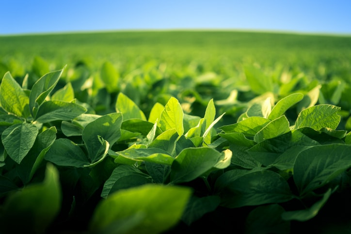 A healthy and vibrant-looking soybean crop