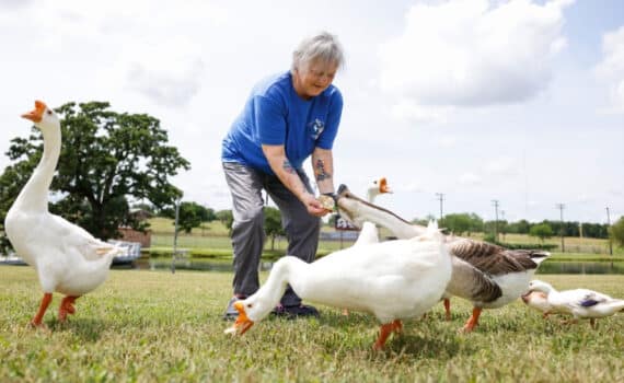 Cheryl Bisset enjoys feeding the geese at a park near her home in Keene