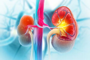 A graphic shows the blood supply to the kidneys.