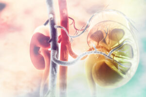 Human kidney cross section